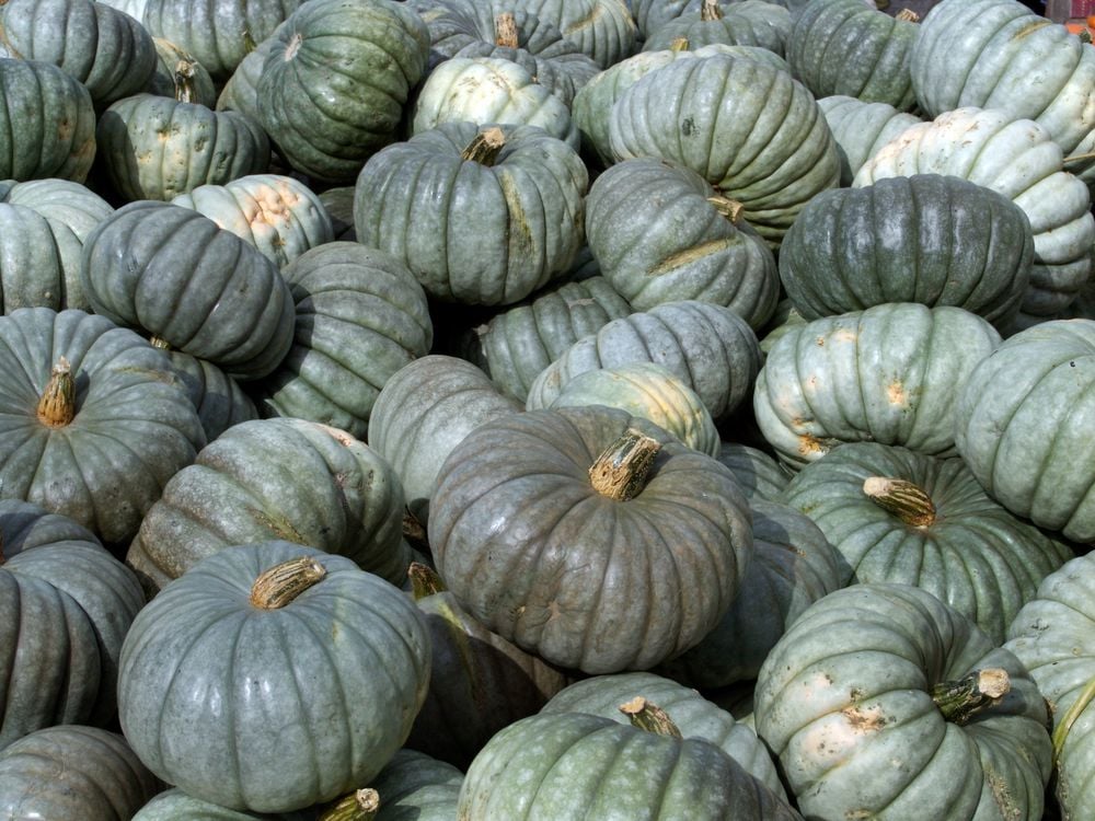 Close-up of blue-gray and sage pumpkins with deep ribs and short stems