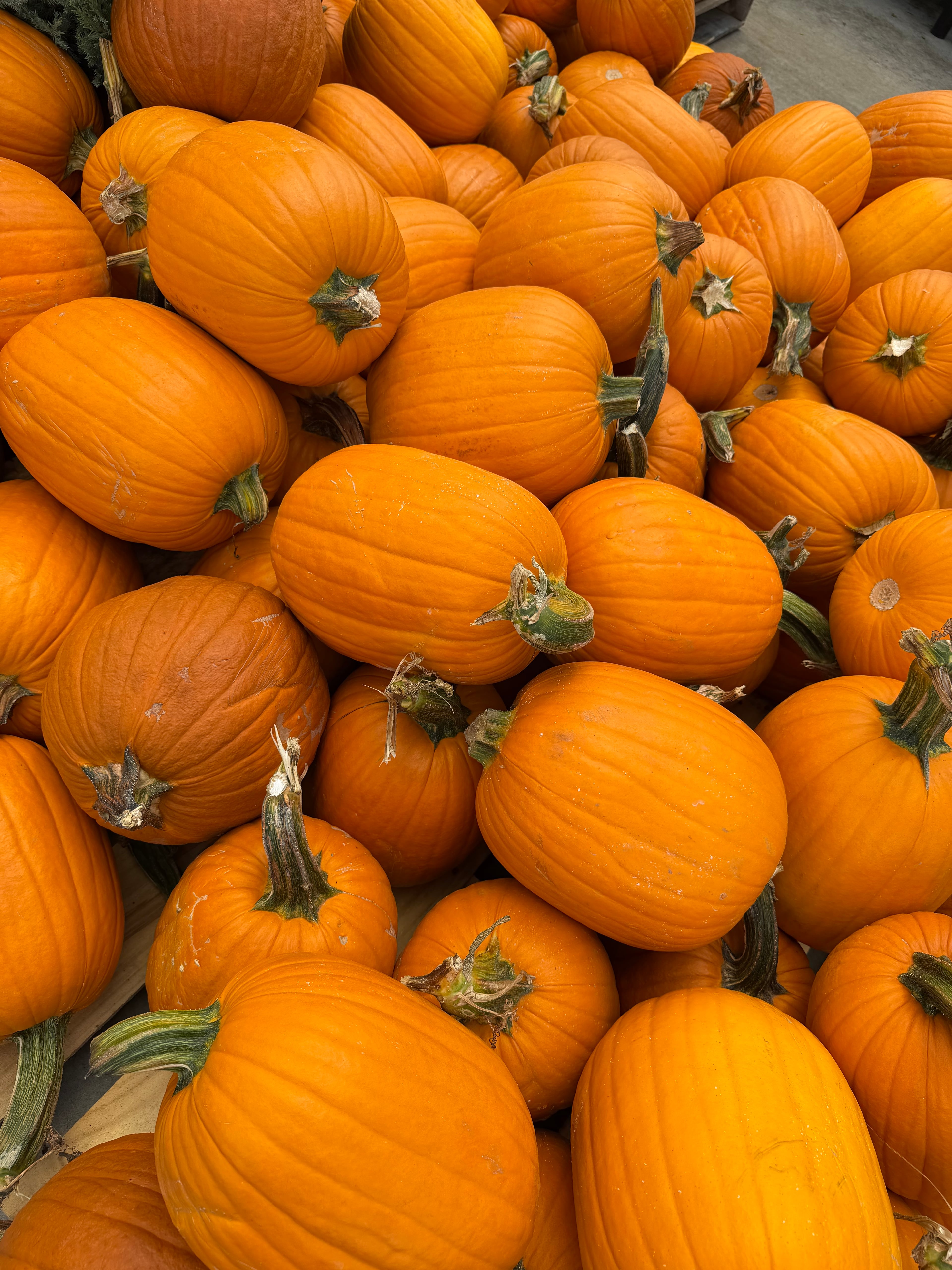 Close-up of bright orange pumpkins with curved green stems and varied round shapes