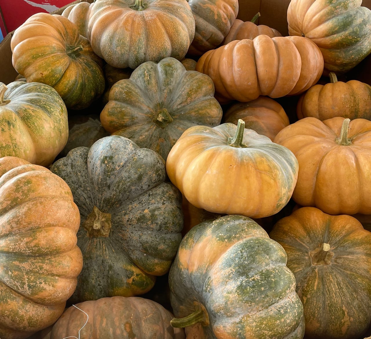 Close-up of broad ribbed heirloom pumpkins in muted ochre, peach and sage green