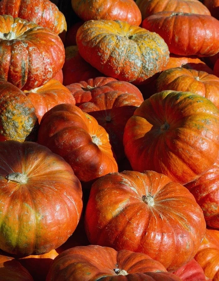 Close-up of ribbed terracotta-orange heirloom pumpkins with mottled green skin